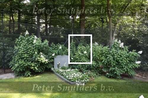 Lage Vuursche 14 augustus 2025
Prins Friso ligt begraven op de begraafplaats de Lage vuursche naast Kasteel Drakesteyn waar prinses Beatrix woont.