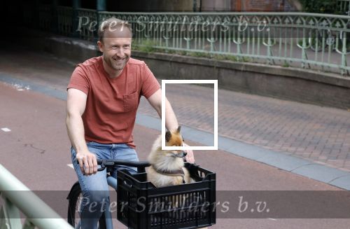 Haarlem 31 augustus 2025
Raymond Mens met hondje op de fiets in het centrum van Haarlem .