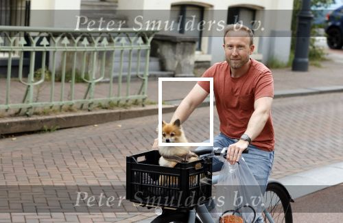 Haarlem 31 augustus 2025
Raymond Mens met hondje op de fiets in het centrum van Haarlem .