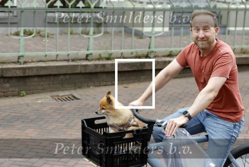 Haarlem 31 augustus 2025
Raymond Mens met hondje op de fiets in het centrum van Haarlem .