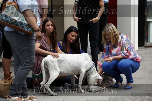 Amsterdam 15 augustus 2009
Rossana Lima Kluivert met vriendinnen op de pc hooftstraat waar ze een zwerfhond helpen.
Peter Smulders bv