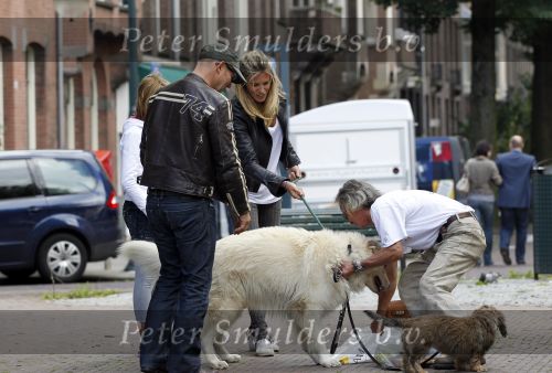 Amsterdam 24 augustus 2010
Danielle Overgaag werkt mee aan candid camera programma van sbs 6 samen met haar hond evert.
Peter Smulders bv
