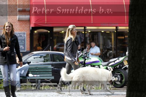 Amsterdam 24 augustus 2010
Danielle Overgaag werkt mee aan candid camera programma van sbs 6 samen met haar hond evert.
Peter Smulders bv
