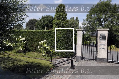 Capelle a d Ijssel 1 augustus 2018
Jan Peter Balkenende woont met zijn gezin in een huis op 1 plot met drie huizen