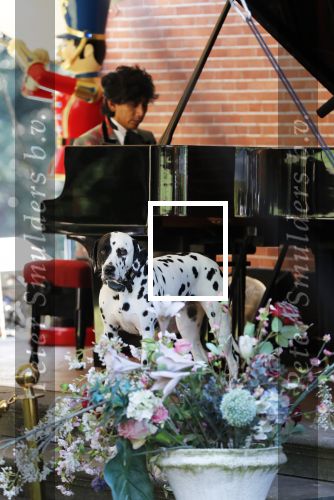Diepenheim 24 augustus 2019
Wibi Soerjadi geeft tuinconcert in de tuin van zijn huis. Hond Wibi