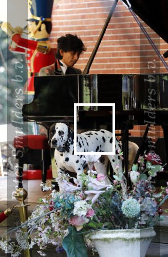 Diepenheim 24 augustus 2019
Wibi Soerjadi geeft tuinconcert in de tuin van zijn huis. Hond Wibi