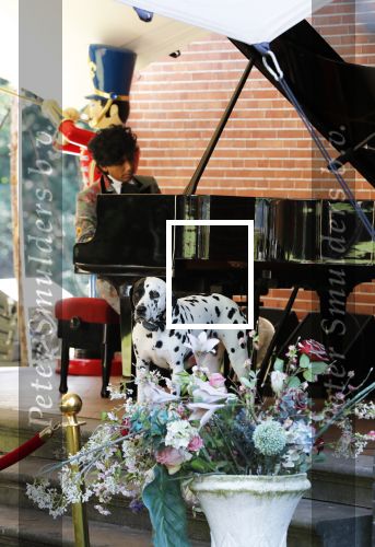 Diepenheim 24 augustus 2019
Wibi Soerjadi geeft tuinconcert in de tuin van zijn huis. Hond Wibi