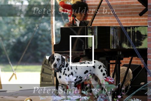Diepenheim 24 augustus 2019
Wibi Soerjadi geeft tuinconcert in de tuin van zijn huis. Hond Wibi