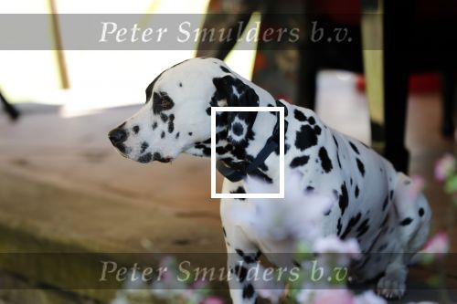 Diepenheim 24 augustus 2019
Wibi Soerjadi geeft tuinconcert in de tuin van zijn huis. Hond Wibi