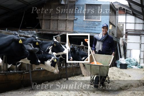 Hieslum 27 augustus 2021
Rogier Smit op een boerderij in Friesland . Ook zijn hond Brownie is natuurlijk mee.