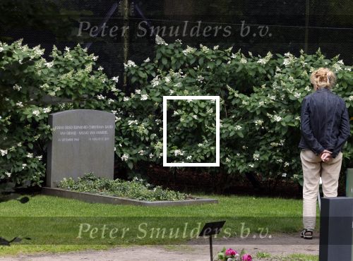 Lage Vuursche 28 juli 2023
Palijs Drakensteyn van prinss Beatrix . De poort is geschilderd en in de tuin staan hekken met donkee doeken voor privacy . Op de begraafplaats naat het kasteel ligt het graf van Prins Friso waar struiken omheen zijn gezet.