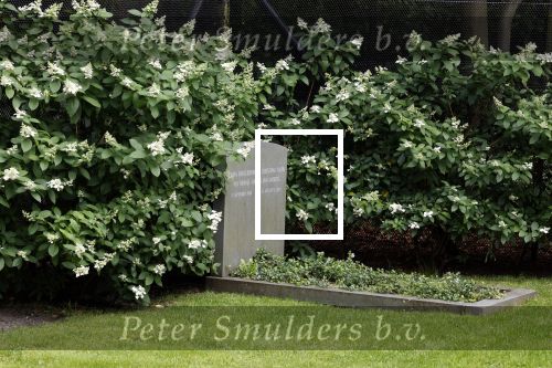 Lage Vuursche 28 juli 2023
Palijs Drakensteyn van prinss Beatrix . De poort is geschilderd en in de tuin staan hekken met donkee doeken voor privacy . Op de begraafplaats naat het kasteel ligt het graf van Prins Friso waar struiken omheen zijn gezet.