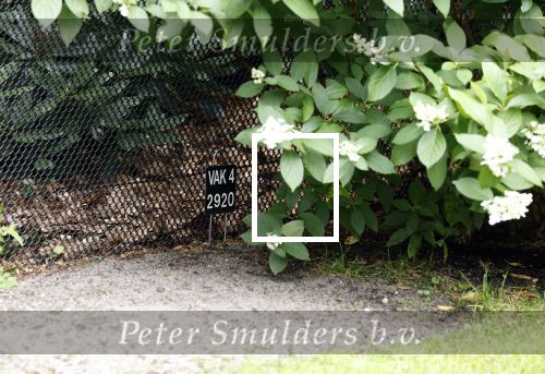 Lage Vuursche 28 juli 2023
Palijs Drakensteyn van prinss Beatrix . De poort is geschilderd en in de tuin staan hekken met donkee doeken voor privacy . Op de begraafplaats naat het kasteel ligt het graf van Prins Friso waar struiken omheen zijn gezet.