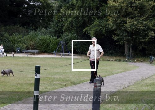 Blaricum 24 augustus 2024
Gordon laat zijn twee hondjes uit.