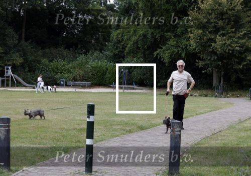 Blaricum 24 augustus 2024
Gordon laat zijn twee hondjes uit.