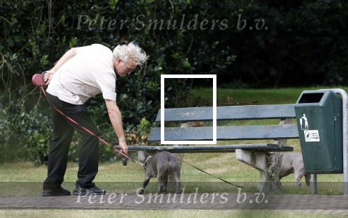Blaricum 24 augustus 2024
Gordon laat zijn twee hondjes uit.