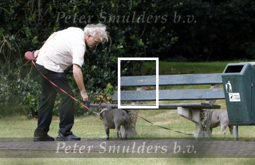 Blaricum 24 augustus 2024
Gordon laat zijn twee hondjes uit.