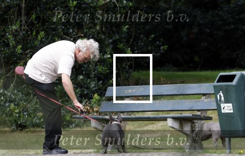 Blaricum 24 augustus 2024
Gordon laat zijn twee hondjes uit.