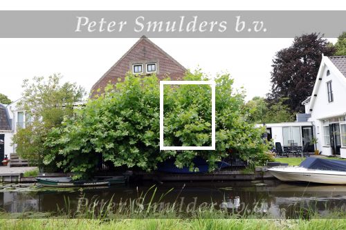 Abcoude 4 augustus 2025
Huis Douwe Bob