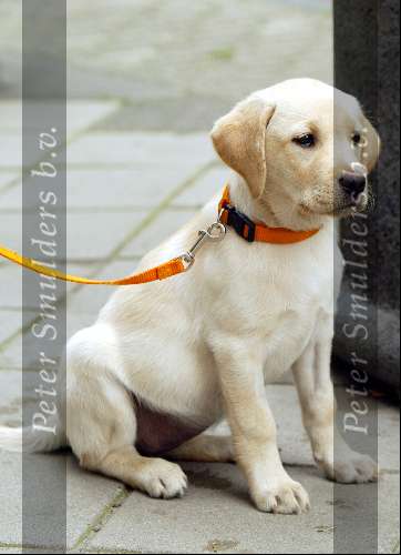 Amsterdam 19 september 2003
Robert ten Brink met zijn vrouw Roosje Labrador