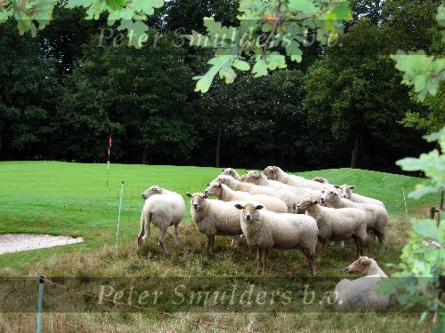 Leusden, 27 September 2005
Schapen op hole 10 bij golfbaan De Hoge Klei