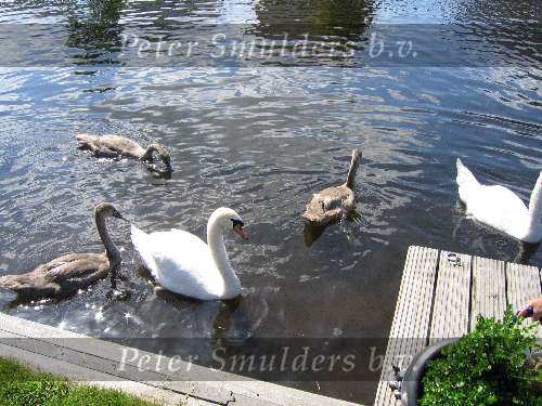 Zwanen met hun jong