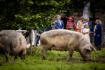 ROERMOND 19 mei 2026 Koning Willem Alexander en Koningin Maxima brengen een streekbezoek aan de gemeenten Maasgouw, Echt-Susteren, Roerdalen en Roermond. Tijdens het streekbezoek bezoekt het paar de schutterij in Wessem, Abdij Lilbosch in Echt, het smalste stukje Nederland in Illikhoven en Roermond, 19 Mei 2026. 