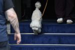 Amsterdam 17 juni 2026
Vandaag is het staatsbezoek van Japan en Nederland . S avonds komen er allemaal andere gasten . Hondje Mambo wordt uitgelaten 