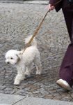 Amsterdam 17 juni 2026
Vandaag is het staatsbezoek van Japan en Nederland . S avonds komen er allemaal andere gasten . Hondje Mambo wordt uitgelaten 