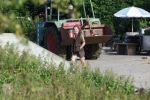 Flanssum 1 augustus 2026
De meilandjes hebben opnames op een boerderij voor een nieuwe serie op Videoland . Maxime Meiland Montana Meiland Erica Meiland en Martien Meiland werken op de boerderij .