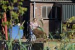 Flanssum 1 augustus 2026
De meilandjes hebben opnames op een boerderij voor een nieuwe serie op Videoland . Maxime Meiland Montana Meiland Erica Meiland en Martien Meiland werken op de boerderij .