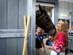 Aken 11 augustus 2026
Prinses Amalia op bezoek bij het wereldkampioenschap Paarden in Aken . 