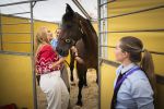 Aken 11 augustus 2026
Prinses Amalia op bezoek bij het wereldkampioenschap Paarden in Aken . 