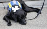 De Bilt 10 september 2026
Maureen du Toit trouwt met haar partner Jeroen Wiedenhoff  op het gemeentehuis van De Bilt . Ze krijgen de ringen van een hond van KNGF