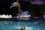 Harderwijk 20 maart 2010
Premiere show in het dolfinarium.
Peter Smulders bv