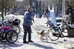 Amsterdam 2 april 2013
Hans v d Togt aan het wandelen met zijn hond en twee andere honden.
Peter Smulders bv