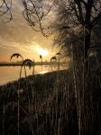 Nigtevecht 18 januari 2017
Winter in Nederland en met name in Nigtevecht.