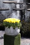 Lisse Keukenhof 28 maart 2017
Wendy v Dijk doopt haar tulp. Dochter Lizzy Broer Mike en haar moeder zijn erbij.