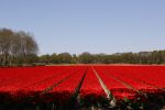 Lisse 20 april 2020
Bloemenveld Lisse