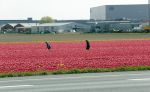 Lelystad 16 april 2020
Bloemenvelden langs de A6