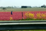 Lelystad 16 april 2020
Bloemenvelden langs de A6