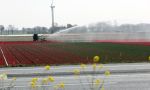 Lelystad 16 april 2020
Bloemenvelden langs de A6