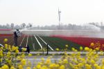 Lelystad 16 april 2020
Bloemenvelden langs de A6
