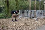 Amsterdam april 2020
Corona waarschuwingen en winkels met rijen