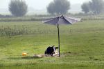 Nigtevecht 28 augustus 2019
Koe in de schaduw onder een paraplu