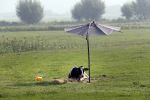 Nigtevecht 28 augustus 2019
Koe in de schaduw onder een paraplu