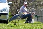 Breukelen 15 april 2003
Man vissen met 2 reigers aan de vecht
Hengelsport