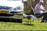 Breukelen 15 april 2003
Man vissen met 2 reigers aan de vecht
Hengelsport