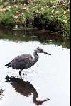 Wassenaar 28 maart 2001
Reiger