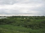 Hurwenen, 8 Augustus 2006
(Zaltbommel) De Kil van Hurwenen.( een van de uiterwaarden van de Waal )
Beschermd natuurgebied wat eigendoms is van Staatsbosbeheer